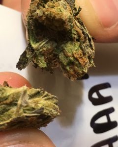 tom ford pink kush nug from dho medicinals strain review by thecoughingwalrus