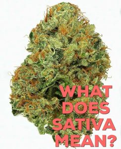 what does sativa mean by kushector