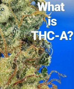 what is thca tetrahydrocannabinolic acid by cannaquestions