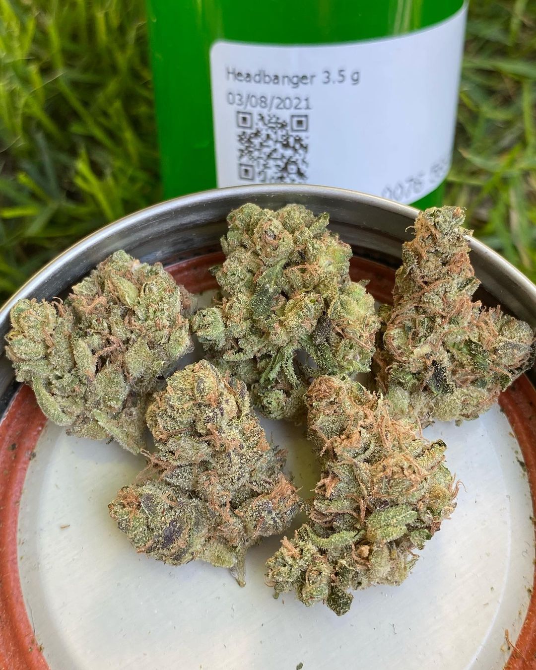 Strain Review HeadBanger By Tierra Grow The Highest Critic