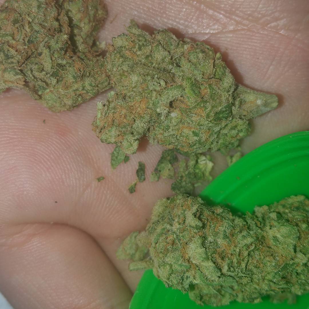 thinmint gsc strain review