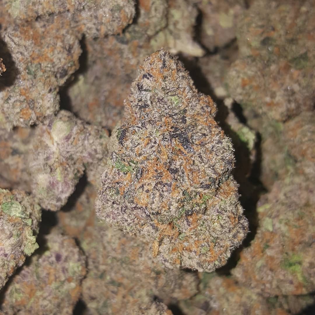 biscotti strain review dcent treeviews