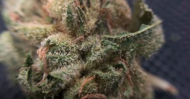 blue dream from liberty health sciences strain review by shanchyrls 2