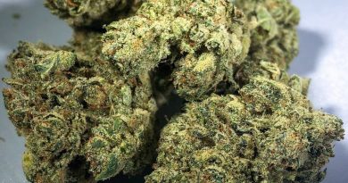 gorilla glue by dc pharm strain review by budfinderdc