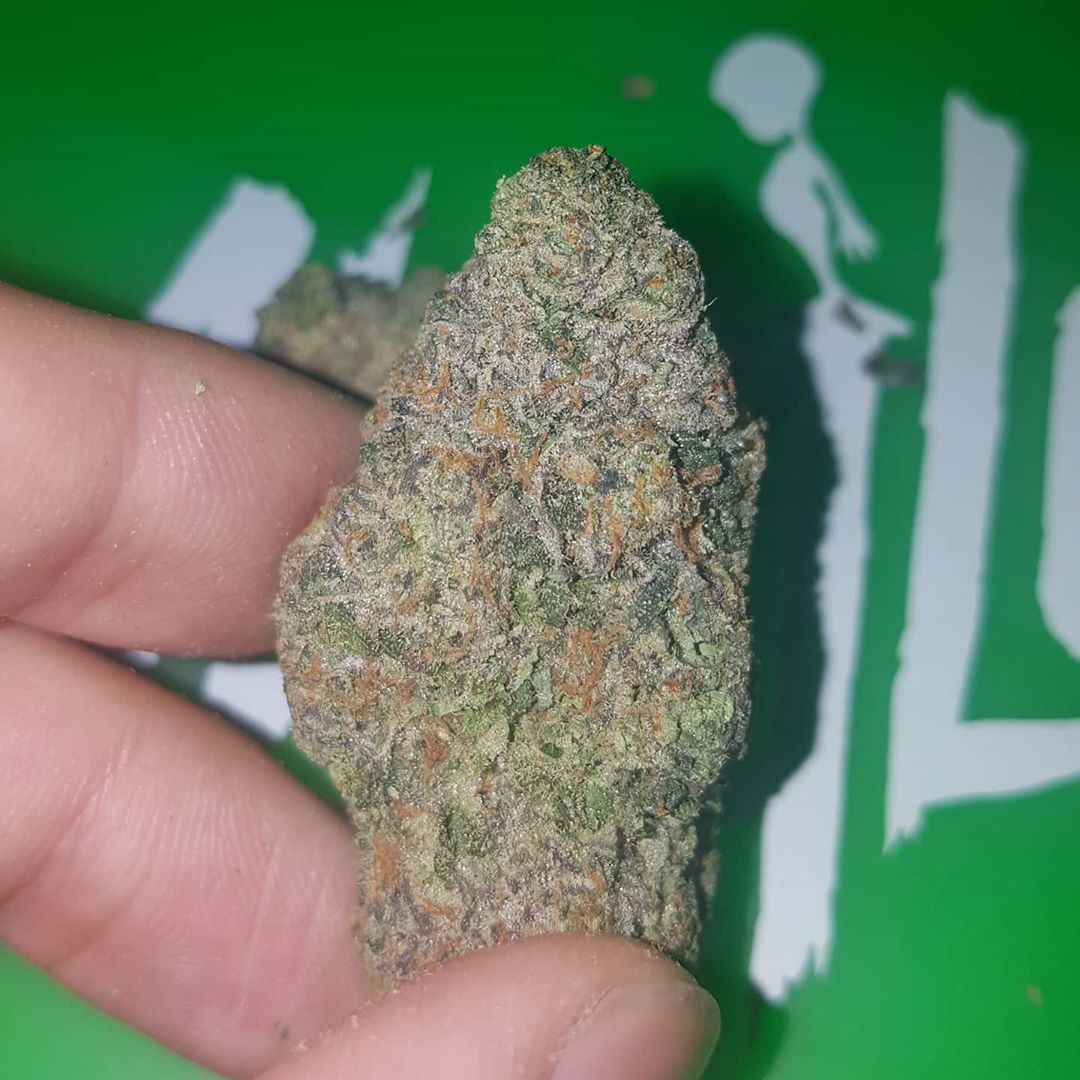 guava x biscotti flower by connected cannabis co strain review by dc ent