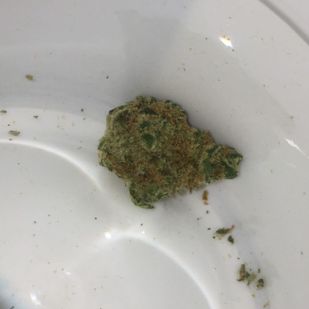 northern hash plant truflower from trulieve strain review by indicadam