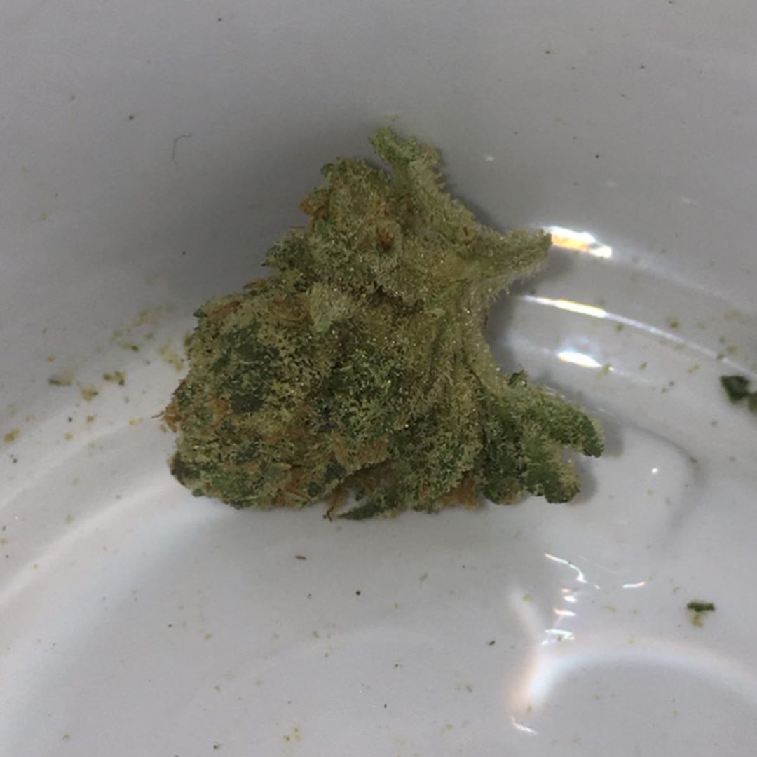 sunset sherbert by sherbinskis from trulieve strain review by indicadam