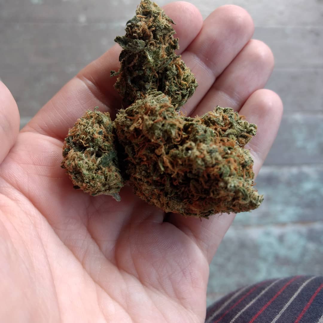 Strain Review: Alaskan Thunder Fuck (atf) From Americanna Rx - The 