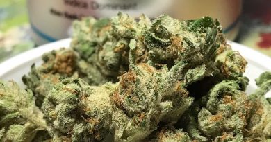 alien x by revolution cannabis strain review by nightmare_ro