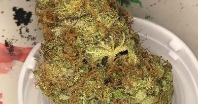 best friend og by shelby county cultivation strain review by nightmare_ro