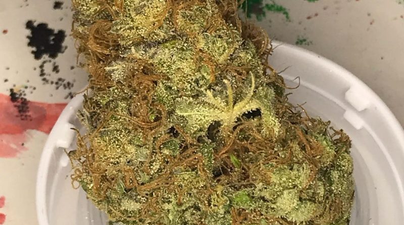 best friend og by shelby county cultivation strain review by nightmare_ro