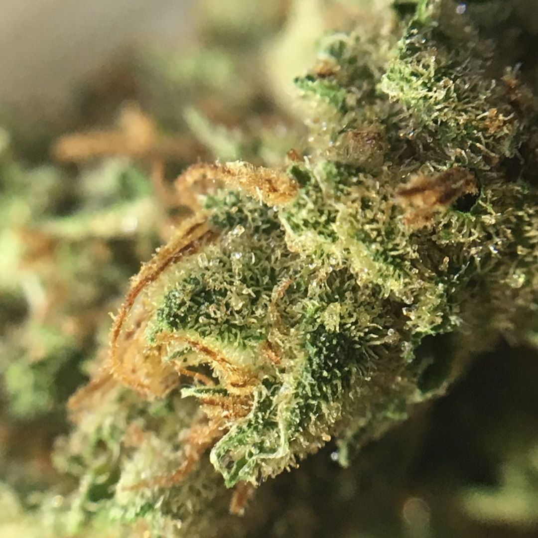 black jack by floatyourlife from surterra wellness strain review by indicadam
