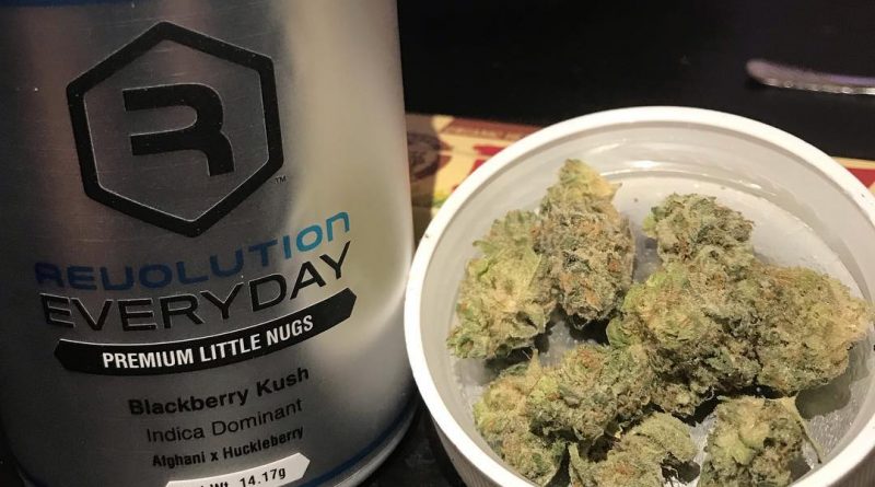 blackberry kush by revolution cannabis strain review by nightmare_ro 1
