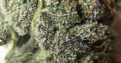 blueberry muffin from one plant fl strain review by indicadam