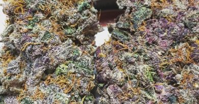 cannalope haze by dna genetics strain review by jean_roulin_420