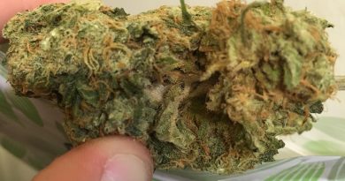 cheese from dho medicinal strain review by thecoughingwalrus