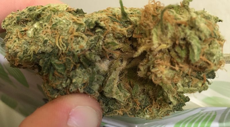 cheese from dho medicinal strain review by thecoughingwalrus