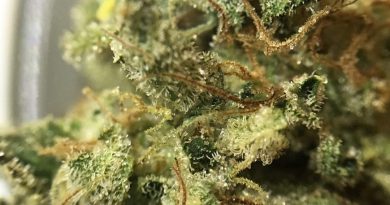 chemdog from one plant strain review by indicadam 1
