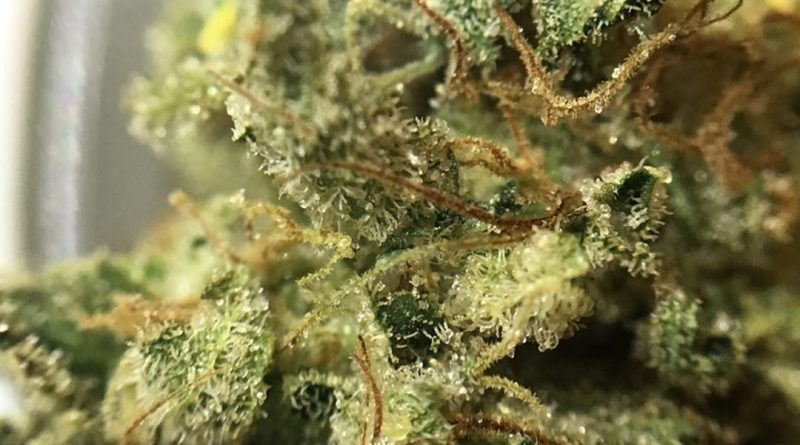 chemdog from one plant strain review by indicadam 1
