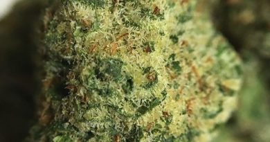 florida i-95 from MUV Florida strain review by indicadam