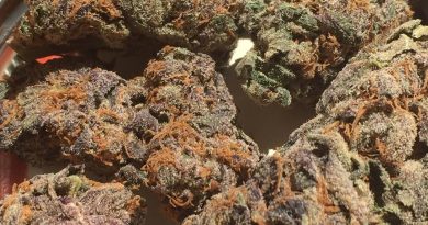 girl scout cookies strain review by jean_roulin_420 1