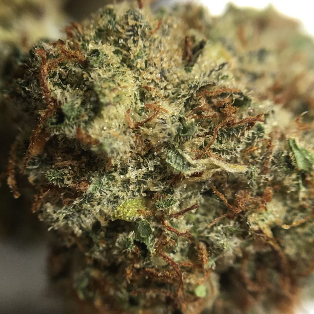 glitter apples by rythm from rise cannabis indica strain review by indicadam