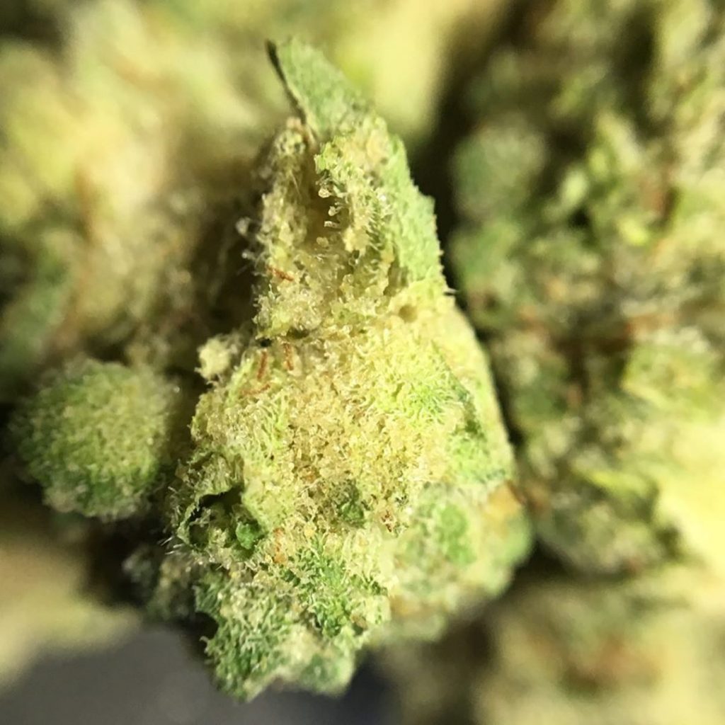 Strain Review Gorilla Glue by GG Strains The Highest Critic