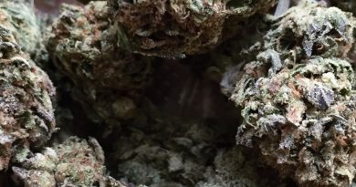gsc strain review by jean_roulin_420