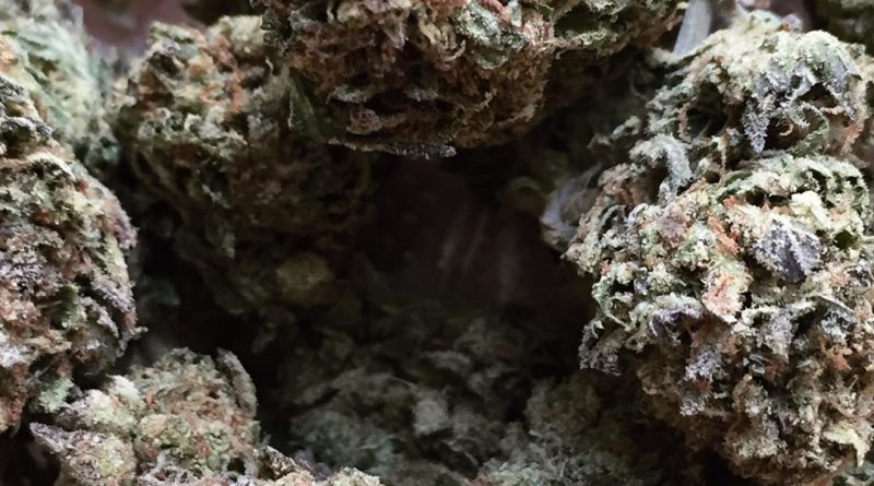 gsc strain review by jean_roulin_420