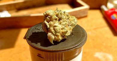 hot donna from tetra cannabis strain review by pdxstoneman