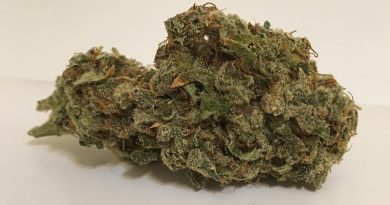 jack herer (northern lights #5 x shiva skunk x haze) strain review by thecoughingwalrus