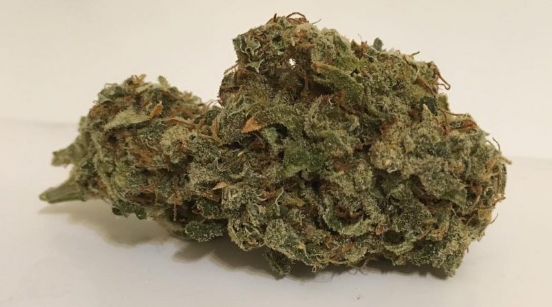 jack herer (northern lights #5 x shiva skunk x haze) strain review by thecoughingwalrus