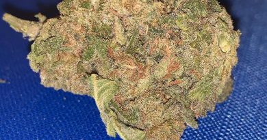 jack herer strain review by octpuffs