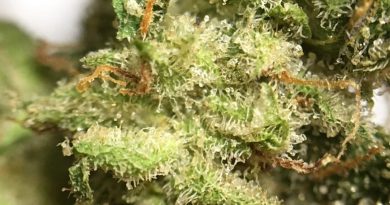 julius caesar by green thumb industries strain review by indicadam