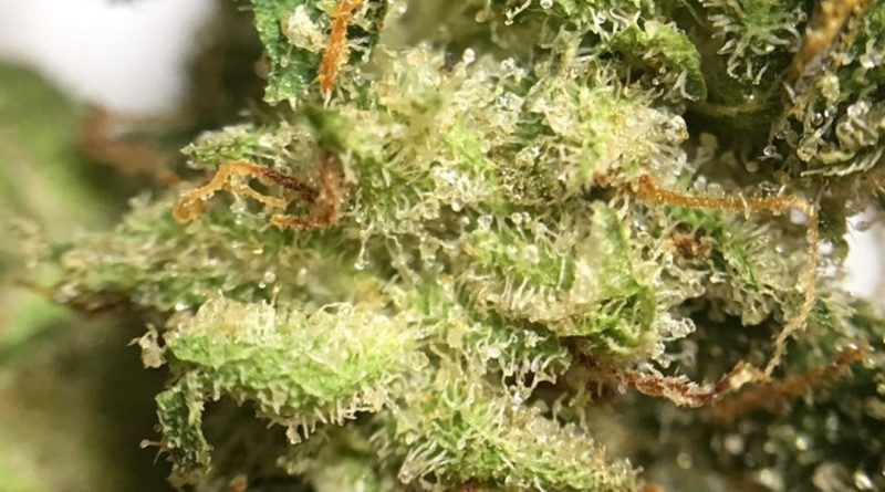 julius caesar by green thumb industries strain review by indicadam