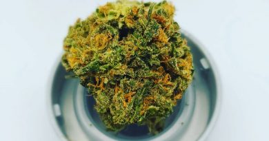 keep tahoe blue by maggie's farm colorado strain review by cannaquestions