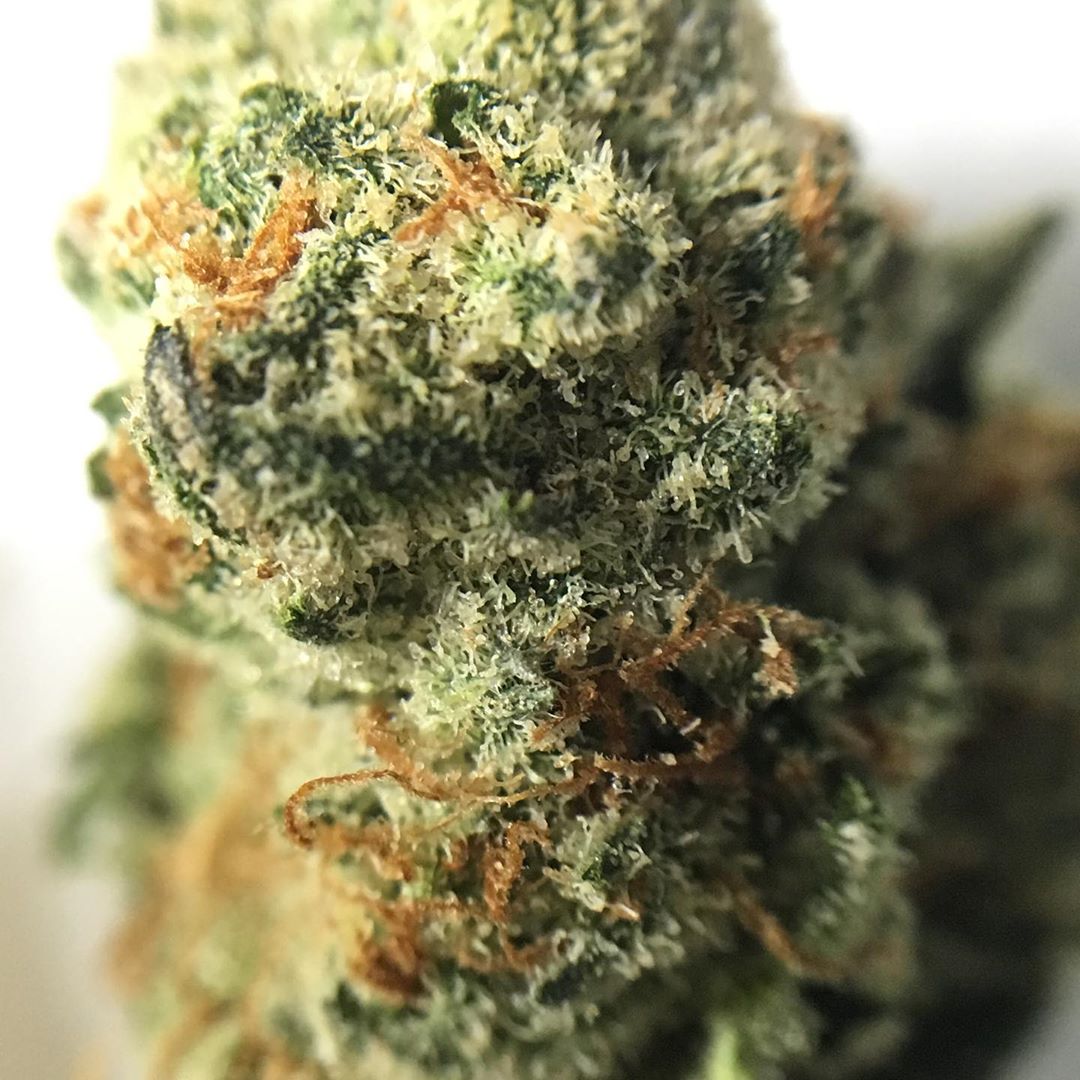 killer queen from curaleaf sativa strain review by indicadam