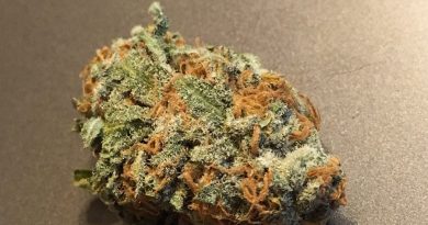 king tut from mary's secret strain review by thecoughingwalrus