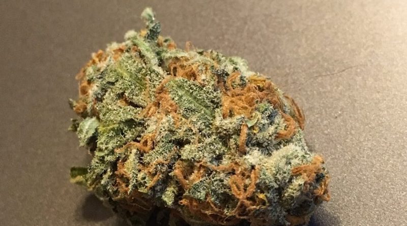 king tut from mary's secret strain review by thecoughingwalrus