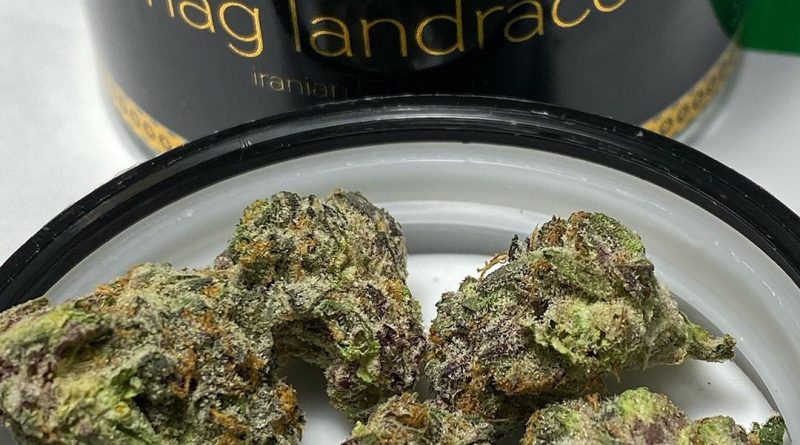 mag landrace verano brands strain review by nightmare_ro