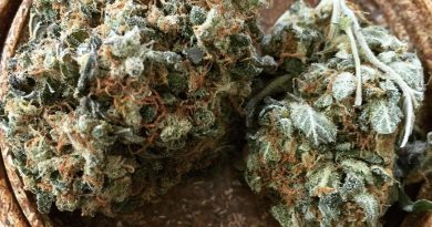 o.g. dog strain review by jean_roulin_420