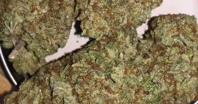 orgasmotron x mr nice strain review by jean_roulin_420