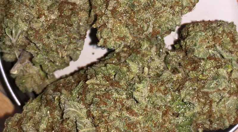 orgasmotron x mr nice strain review by jean_roulin_420