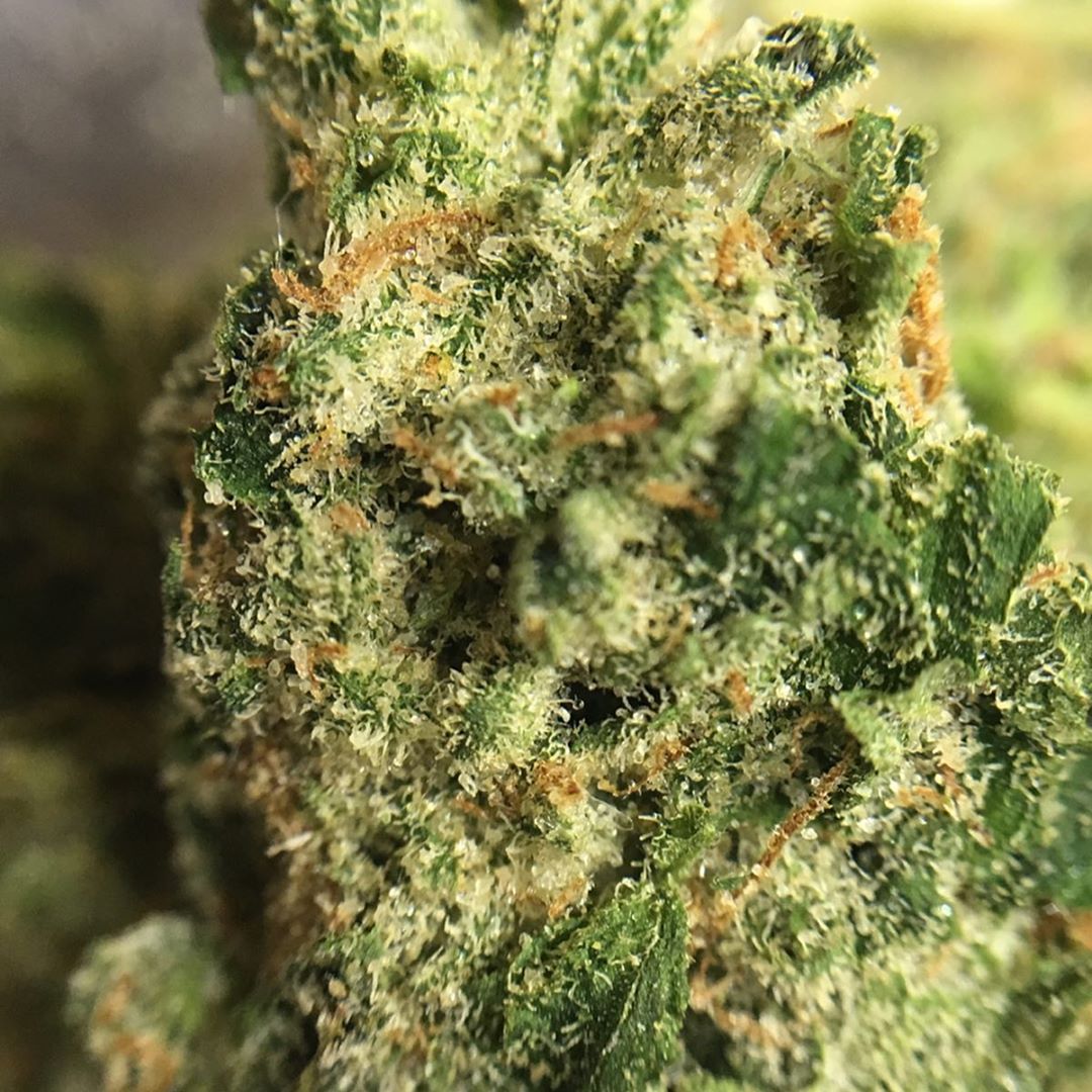 paradise waits from trulieve strain review by indicadam