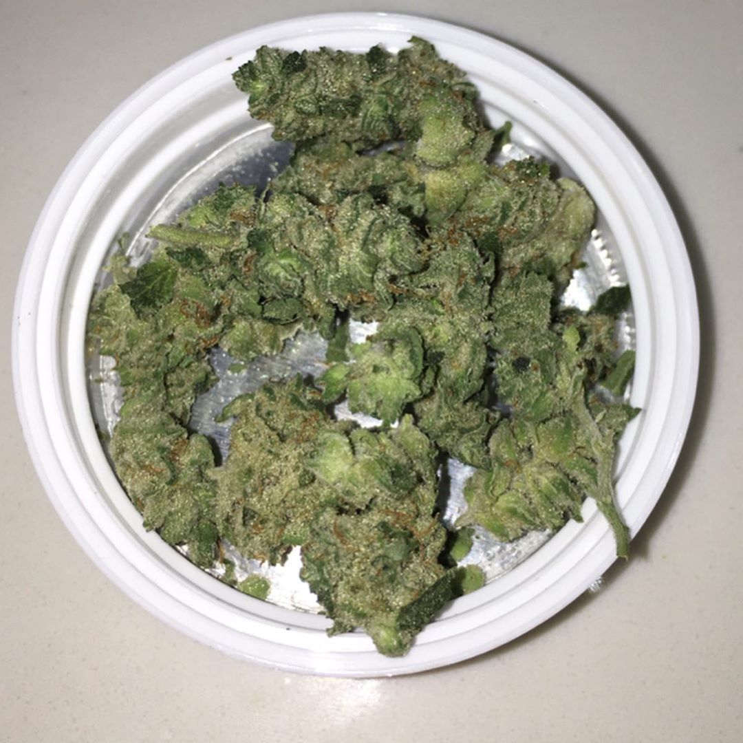 paradise waits minis truflower from trulieve sativa hybrid strain review by indicadam
