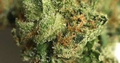 queen heron by rythm strain review by indicadam