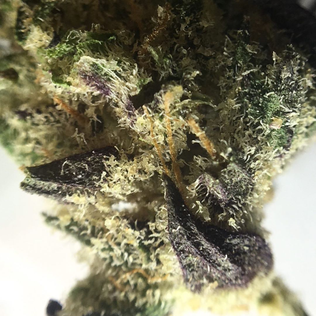 silicon valley og (svog) from growhealthy strain review by indicadam