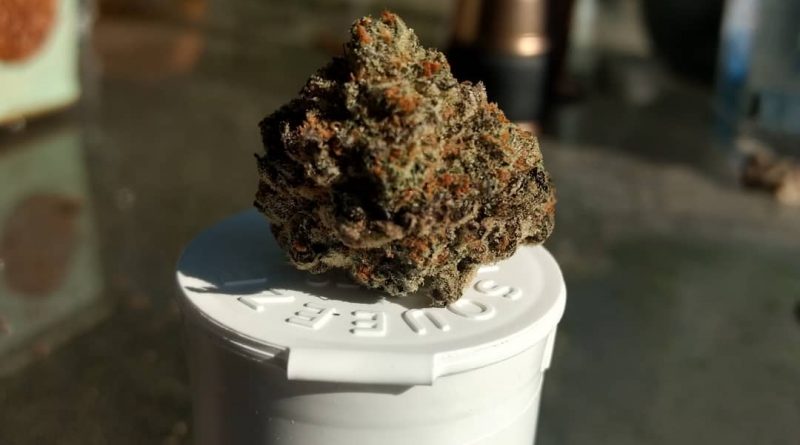 sour gelato #5 by meraki gardens thc percentage label strain review by pdxstoneman