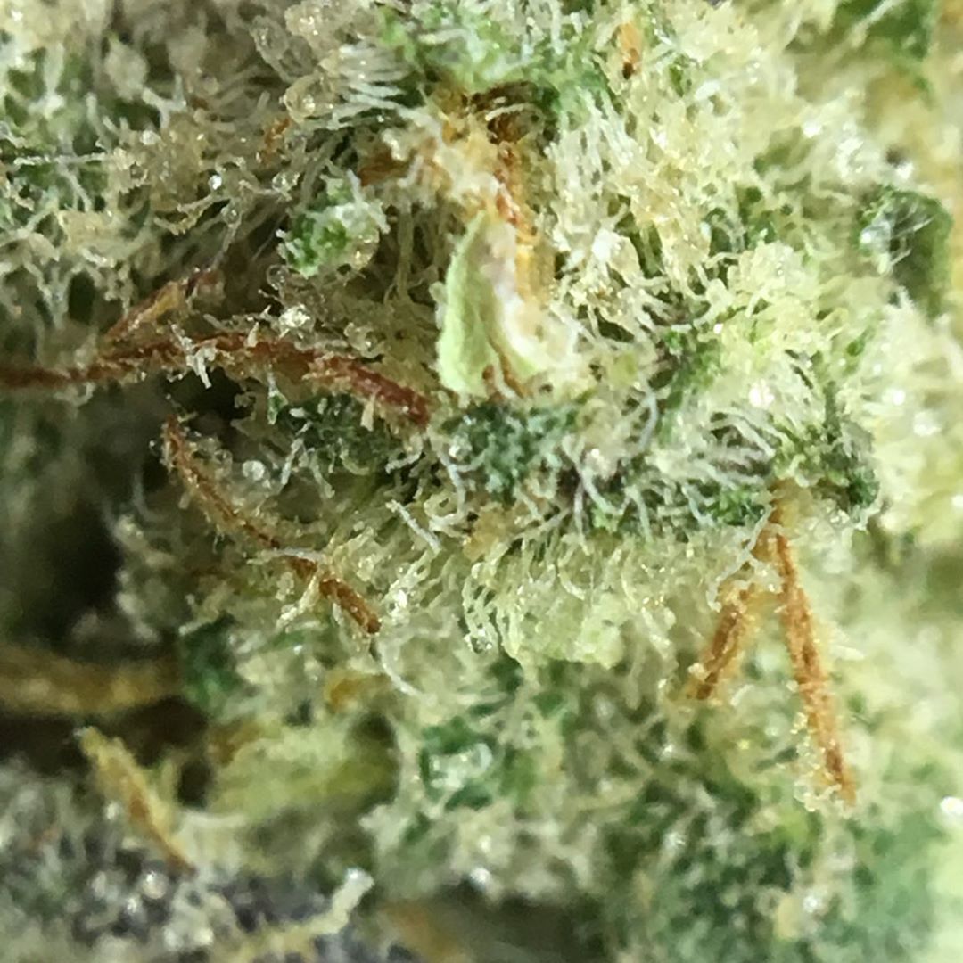sour jack from MÜV Florida sativa strain review by indicadam