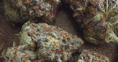 sugar daddy strain review by jean_roulin_420